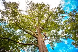 Leaf Removal in Palmdale, PA