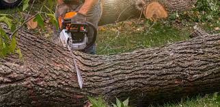 Reliable Palmdale, PA Tree Services Solutions