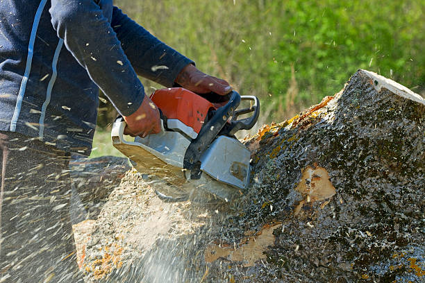 How Our Tree Care Process Works  in Palmdale, PA