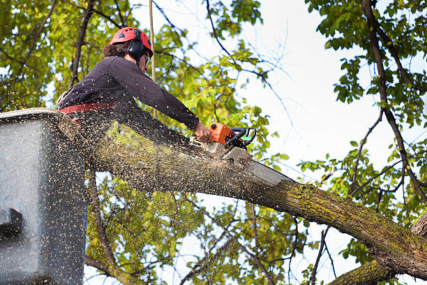 Best Weed Control  in Lmdale, PA